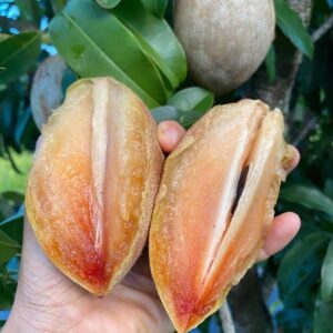 Thai long Chiku Plant