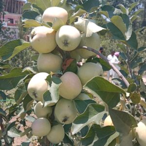 HRMN 99 Hotclaimate Apple Plant